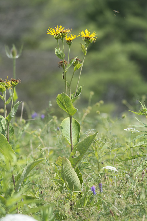 Inula helenium L. resmi