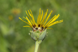 Inula helenium L. resmi