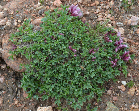 Слика од Trifolium nanum Torr.