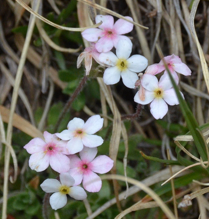 Imagem de Eritrichium nanum (L.) Gaudin