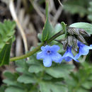 Image of alpine bluebells