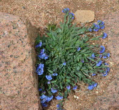 Image of alpine bluebells