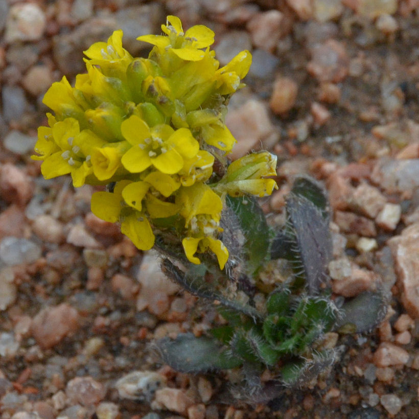 Image of pretty draba