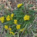 Image of Rocky Mountain alpineparsley