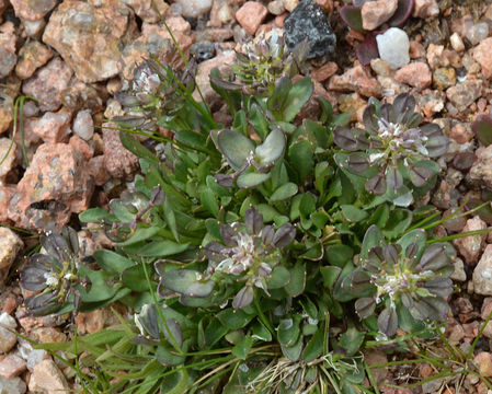 Imagem de Noccaea fendleri subsp. glauca (A. Nelson) Al-Shehbaz & M. Koch