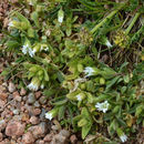 Image of Bering chickweed
