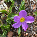 Image of alpine primrose
