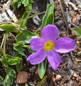 Primula angustifolia Torr. resmi