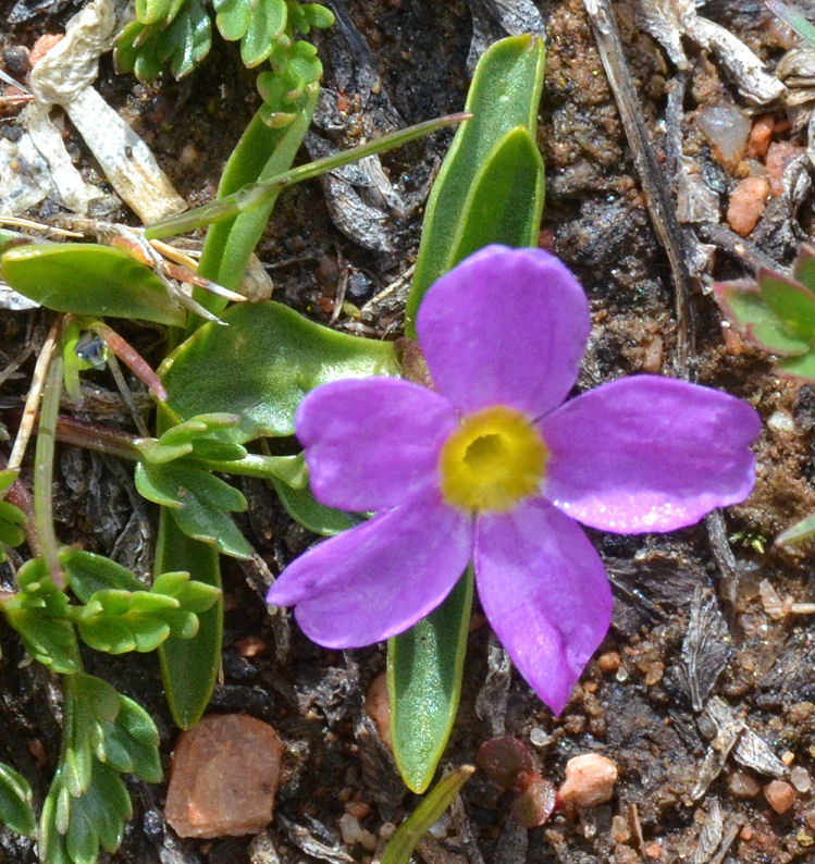 Image of alpine primrose