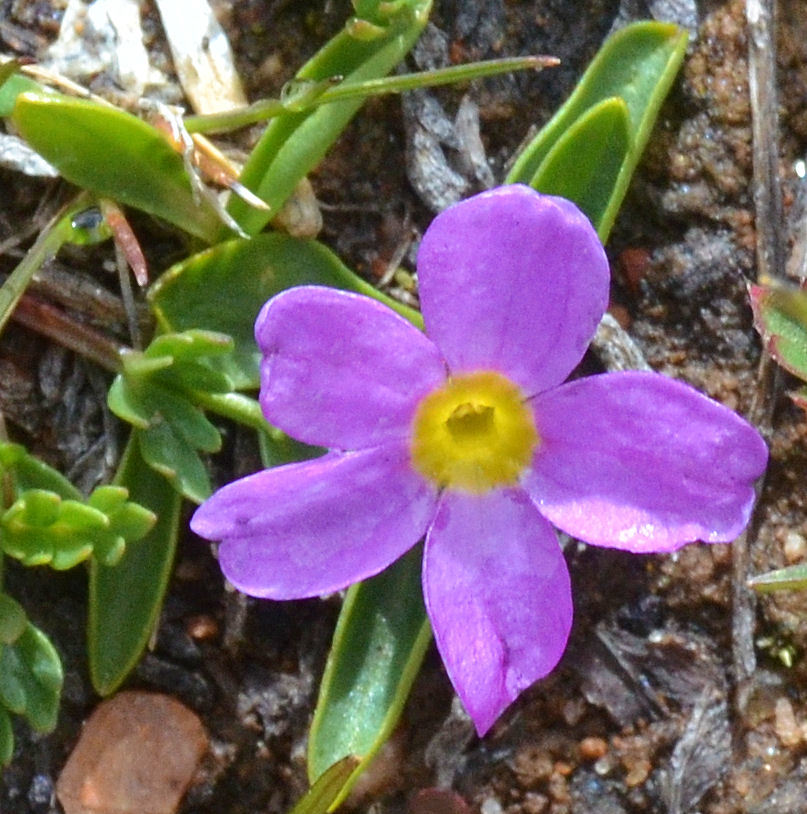 Image of alpine primrose