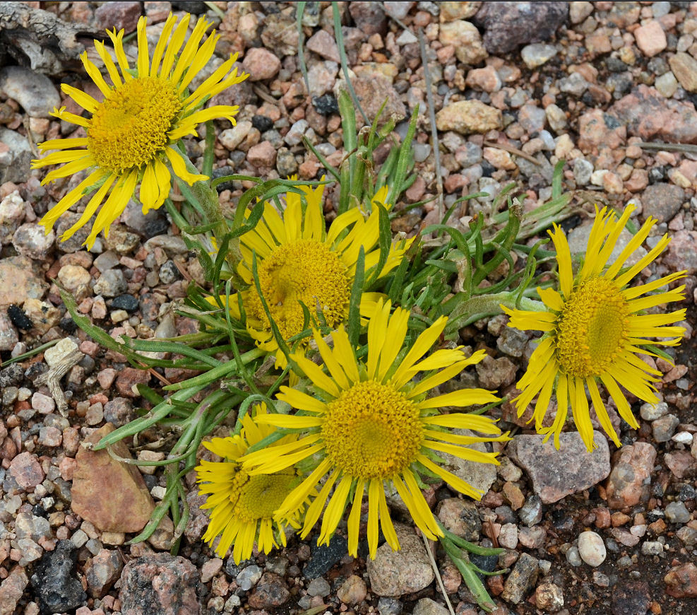 Imagem de Hymenoxys grandiflora (Torr. & A. Gray) K. F. Parker