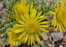 Image of graylocks four-nerve daisy