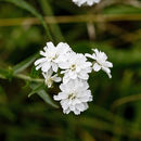 Image de Achillée sternutatoire