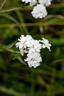 Image of Sneezeweed