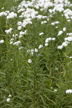 Image of Sneezeweed