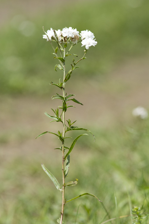 Image of Sneezeweed