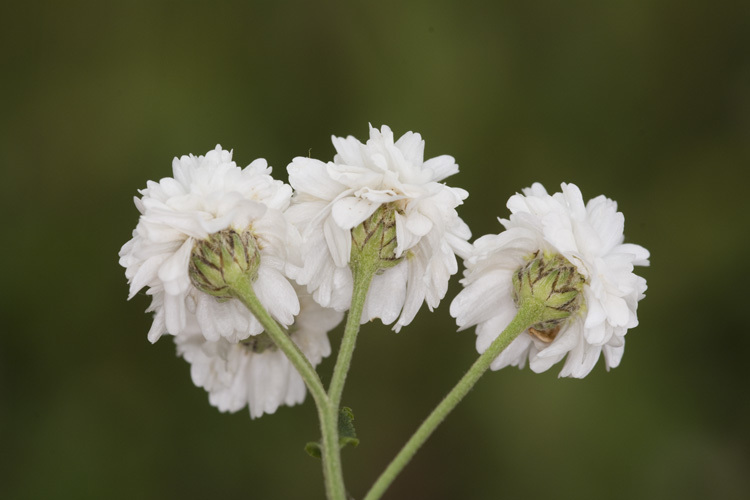 Image of Sneezeweed