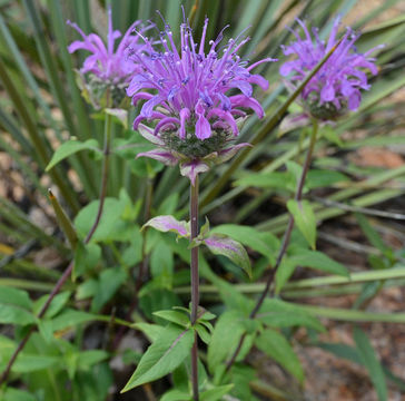 Image of Monarda fistulosa var. menthifolia (Graham) Fernald