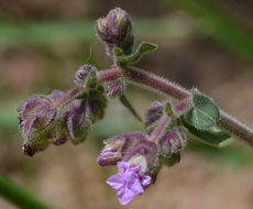 Image of Mirabilis albida (Walt.) Heimerl