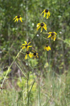 Image of Mohr's Coneflower