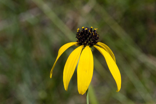 Image of Mohr's Coneflower