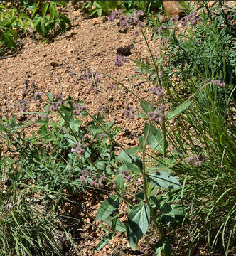 Image of Mirabilis albida (Walt.) Heimerl