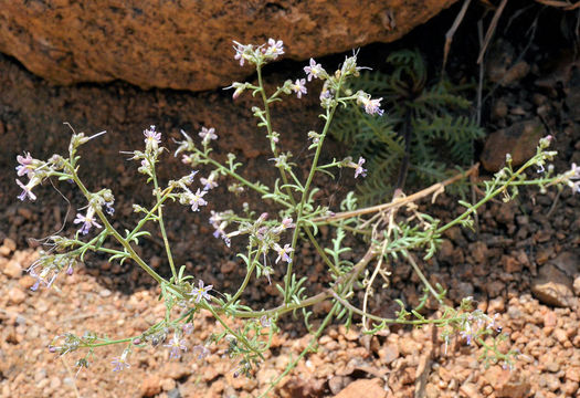 Image of Sticky Cheat Gily-Flower