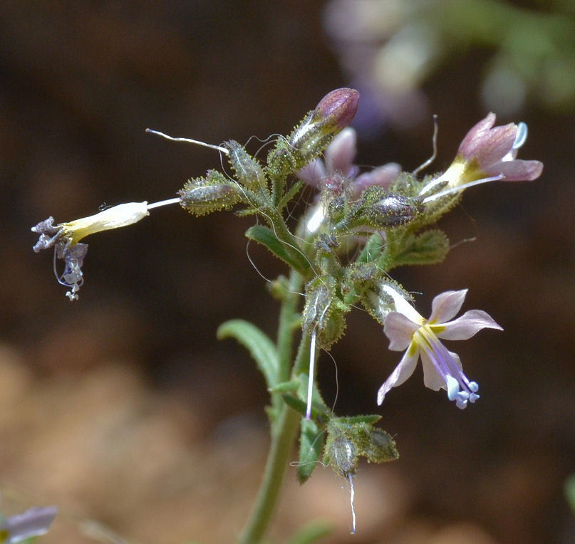 Image of Sticky Cheat Gily-Flower