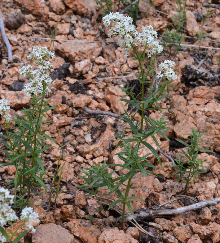 Image of Northern bedstraw