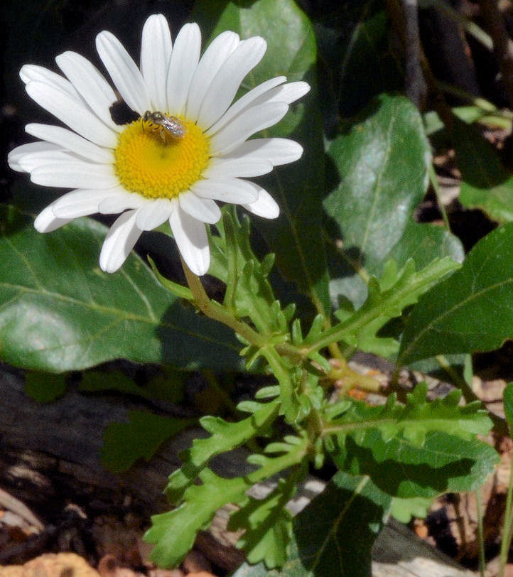 Plancia ëd Leucanthemum vulgare Lam.