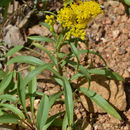 Image of Missouri goldenrod