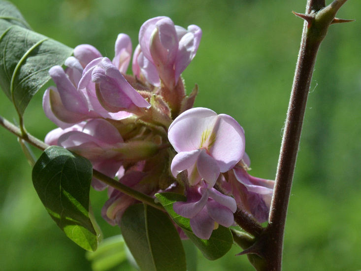 Imagem de Robinia neomexicana A. Gray