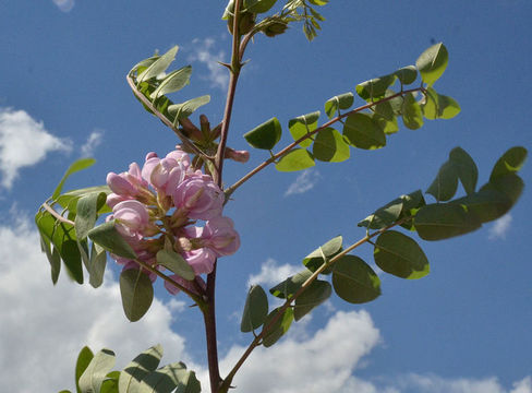 Imagem de Robinia neomexicana A. Gray