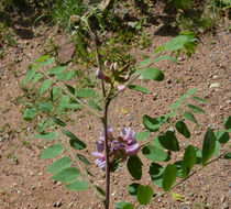Image of New Mexico Locust