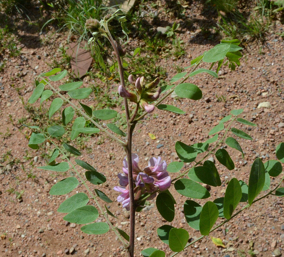 Imagem de Robinia neomexicana A. Gray