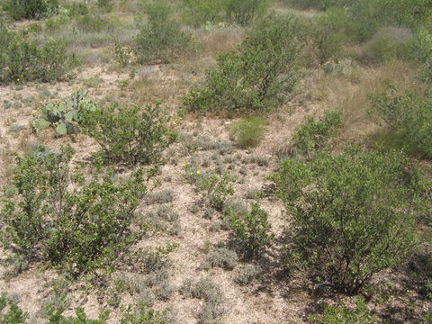 Image of American tarwort