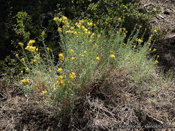 Слика од Ericameria nauseosa var. bernardina (H. M. Hall) G. L. Nesom & G. I. Baird