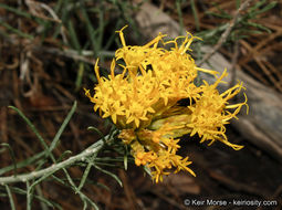 Image of Ericameria nauseosa var. bernardina (H. M. Hall) G. L. Nesom & G. I. Baird