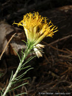 Слика од Ericameria nauseosa var. bernardina (H. M. Hall) G. L. Nesom & G. I. Baird