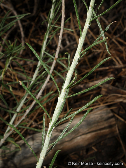 Слика од Ericameria nauseosa var. bernardina (H. M. Hall) G. L. Nesom & G. I. Baird