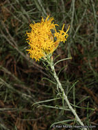 Image of Ericameria nauseosa var. bernardina (H. M. Hall) G. L. Nesom & G. I. Baird