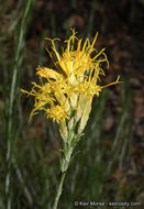 Слика од Ericameria nauseosa var. bernardina (H. M. Hall) G. L. Nesom & G. I. Baird