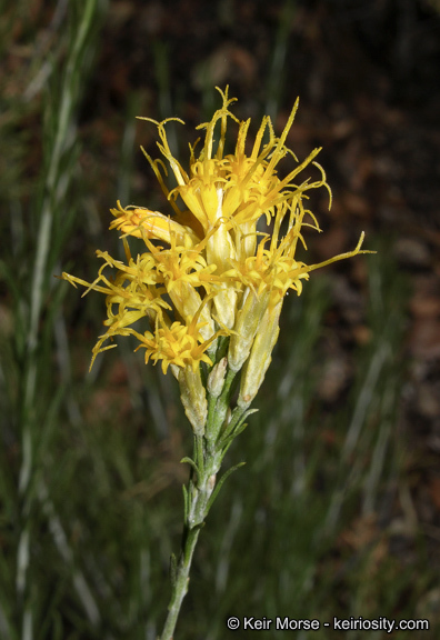 Слика од Ericameria nauseosa var. bernardina (H. M. Hall) G. L. Nesom & G. I. Baird