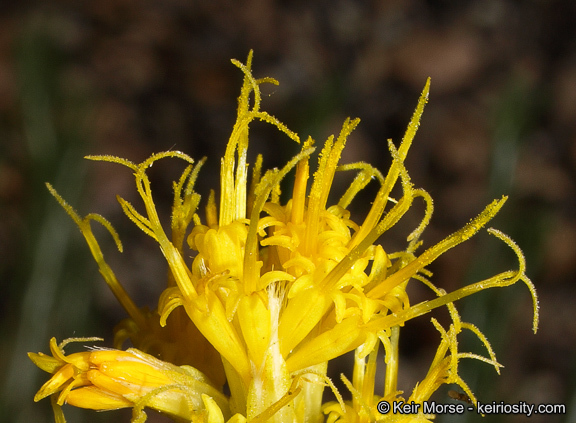 Слика од Ericameria nauseosa var. bernardina (H. M. Hall) G. L. Nesom & G. I. Baird