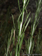 Image of Ericameria nauseosa var. bernardina (H. M. Hall) G. L. Nesom & G. I. Baird