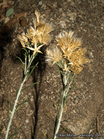 Image of Ericameria nauseosa var. bernardina (H. M. Hall) G. L. Nesom & G. I. Baird
