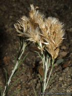 Слика од Ericameria nauseosa var. bernardina (H. M. Hall) G. L. Nesom & G. I. Baird