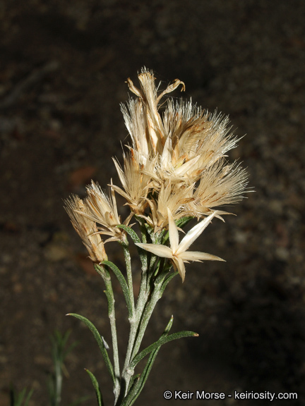 Слика од Ericameria nauseosa var. bernardina (H. M. Hall) G. L. Nesom & G. I. Baird