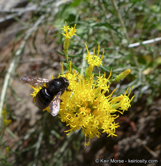 Image of Ericameria nauseosa var. bernardina (H. M. Hall) G. L. Nesom & G. I. Baird