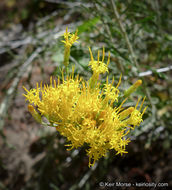 Image of Ericameria nauseosa var. bernardina (H. M. Hall) G. L. Nesom & G. I. Baird